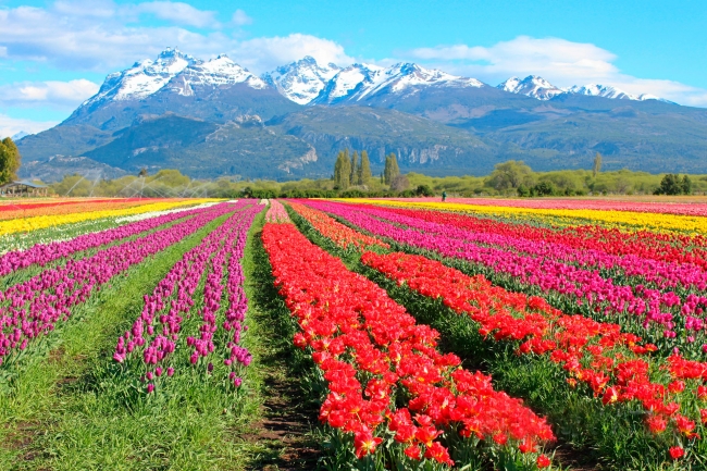 BARILOCHE Y ESQUEL - Con tuilipanes!